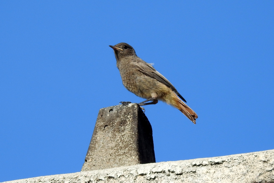 Wachten op mama - Vogels - Zwarte roodstaart
