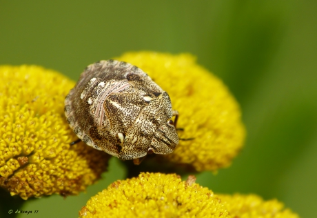 Nimf grauwe veldwants