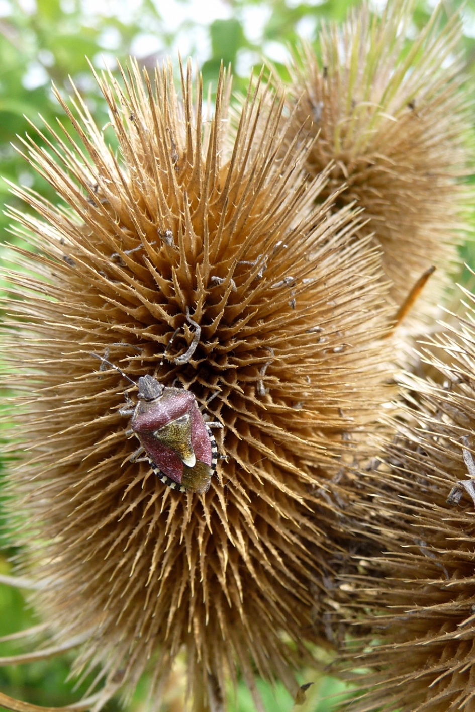 Wants op kaardebol - Geleedpotigen - 