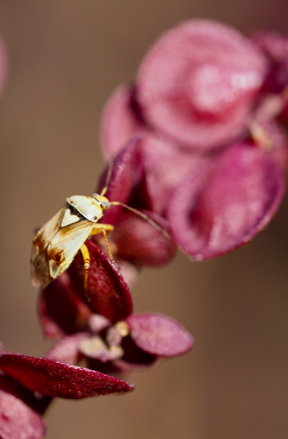 Wants op rode melde - Geleedpotigen - 