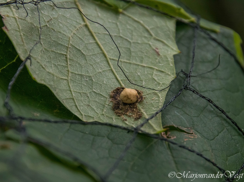 wat voor beest komt hieruit? - Geleedpotigen - Gal