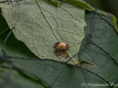 wat voor beest komt hieruit?