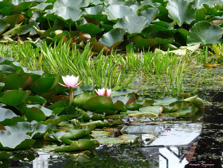 Waterlelievijver - Weer en landschap - 