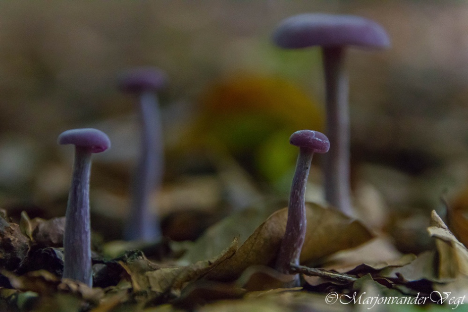 We are family - Schimmels - Ametistzwam