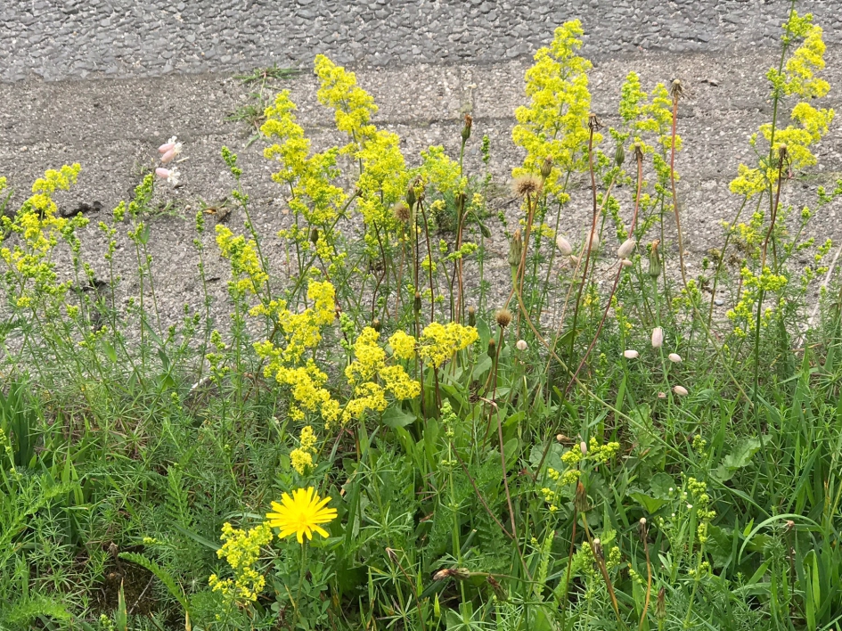 Weer veel geel... - Planten - 
