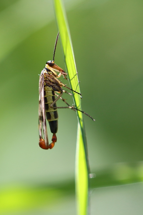 weideschorpioenvlieg -m-