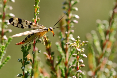 weideschorpioenvlieg -v-