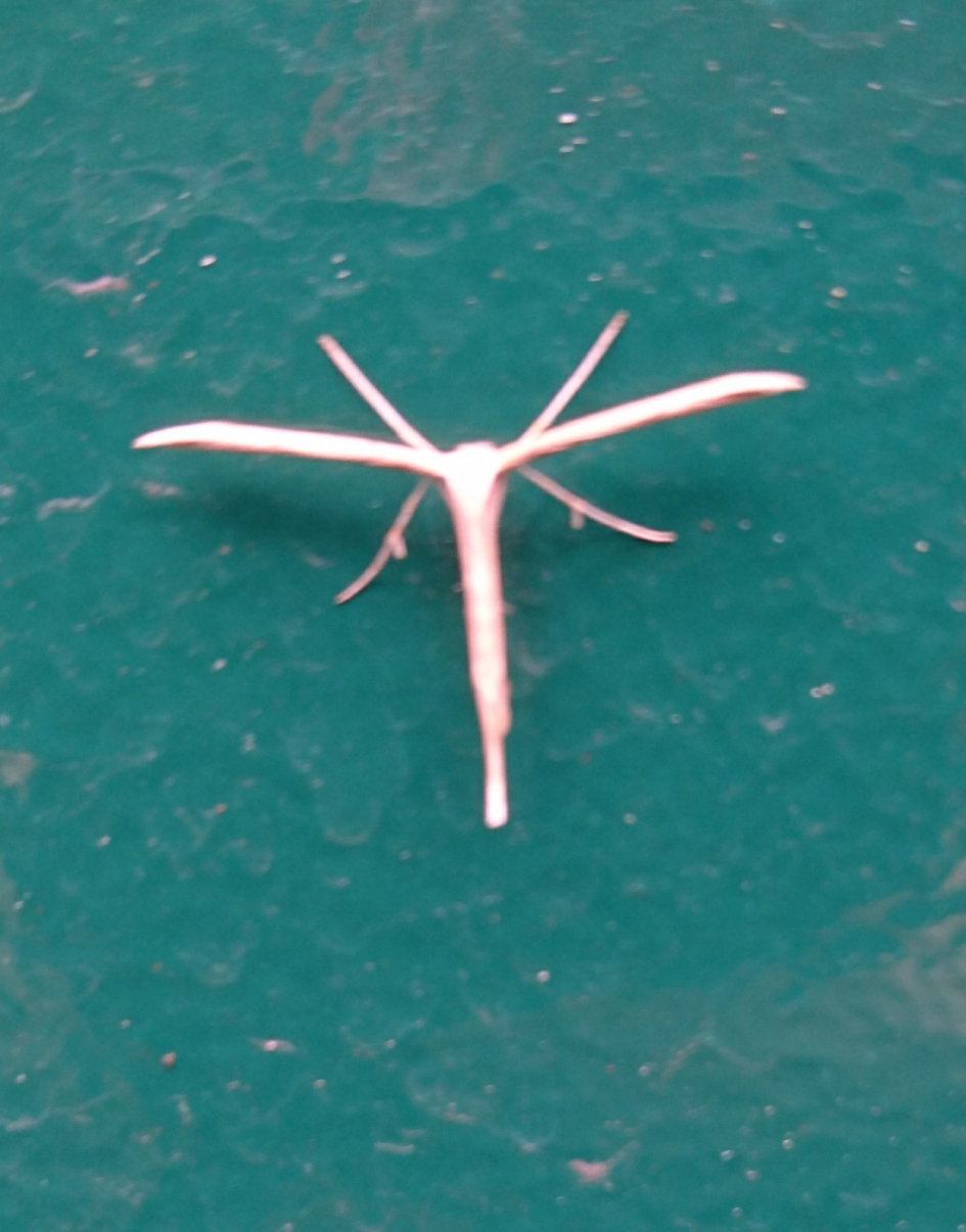 Welk insect is dit? - Geleedpotigen - 