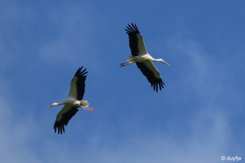 Welke kant op nu? - Vogels - Ooievaars