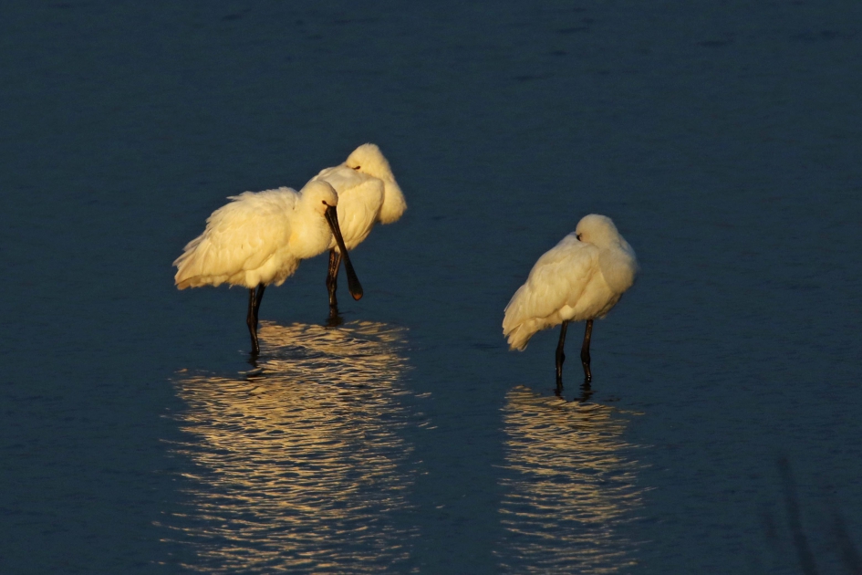 Welterusten allemaal. - Vogels - Lepelaars