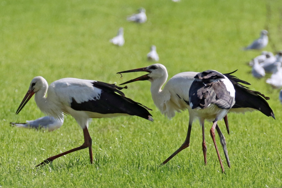Wie het kleine niet eert... - Vogels - 