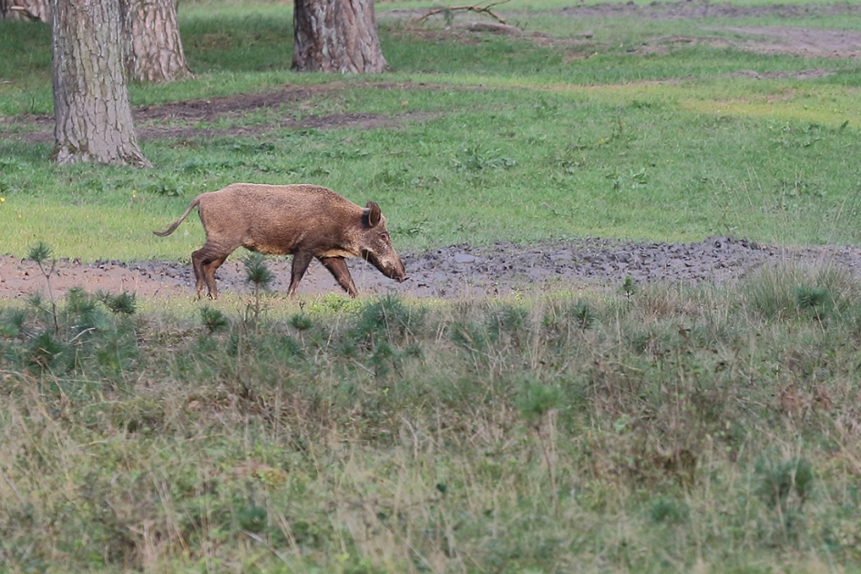 wild zwijn - Zoogdieren - 