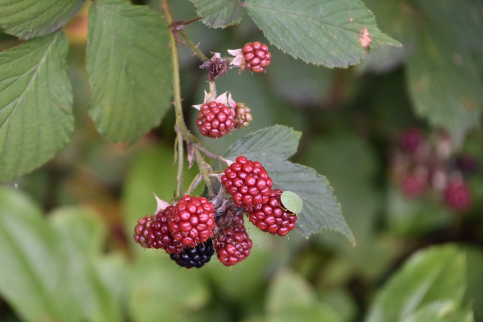 Wilde bramen - Planten - 