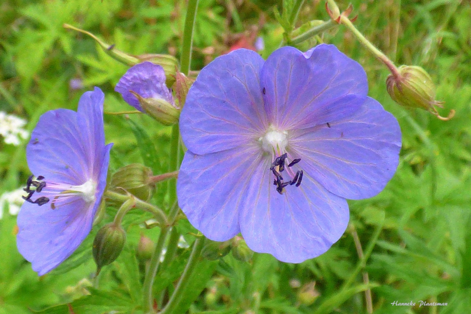Wilde geranium - Planten - Geranium