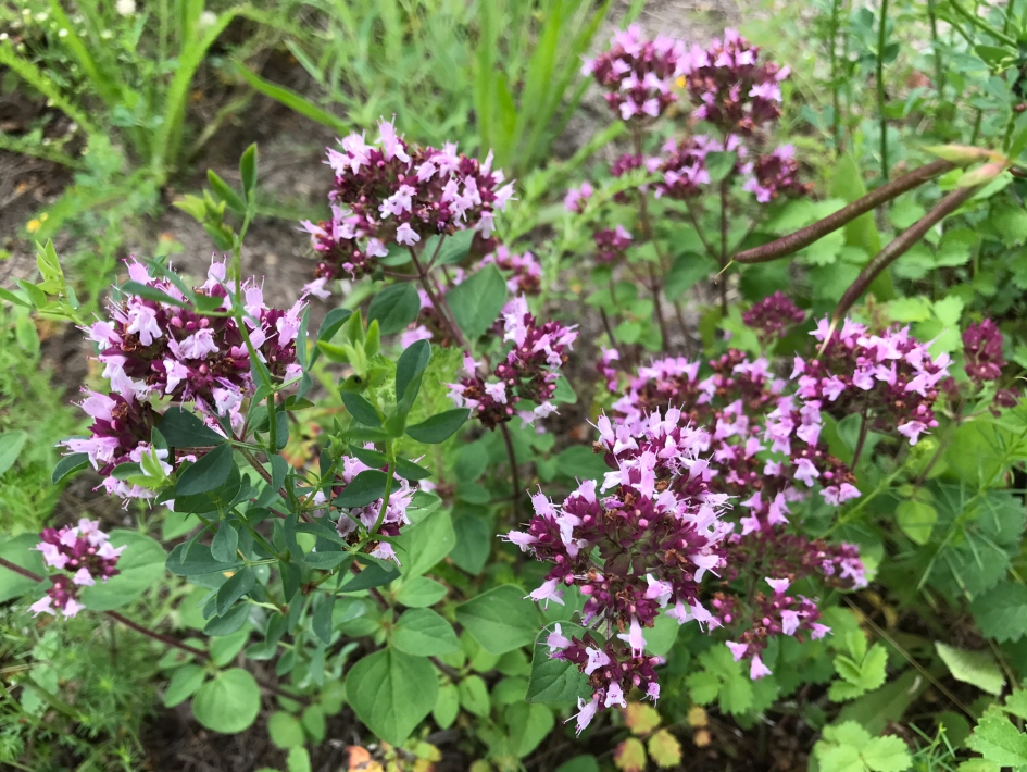 Wilde marjolein - Planten - 