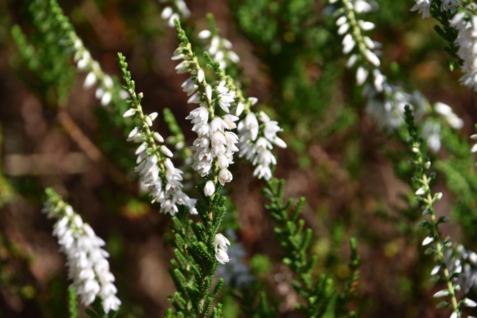 Witte hei - Planten - 
