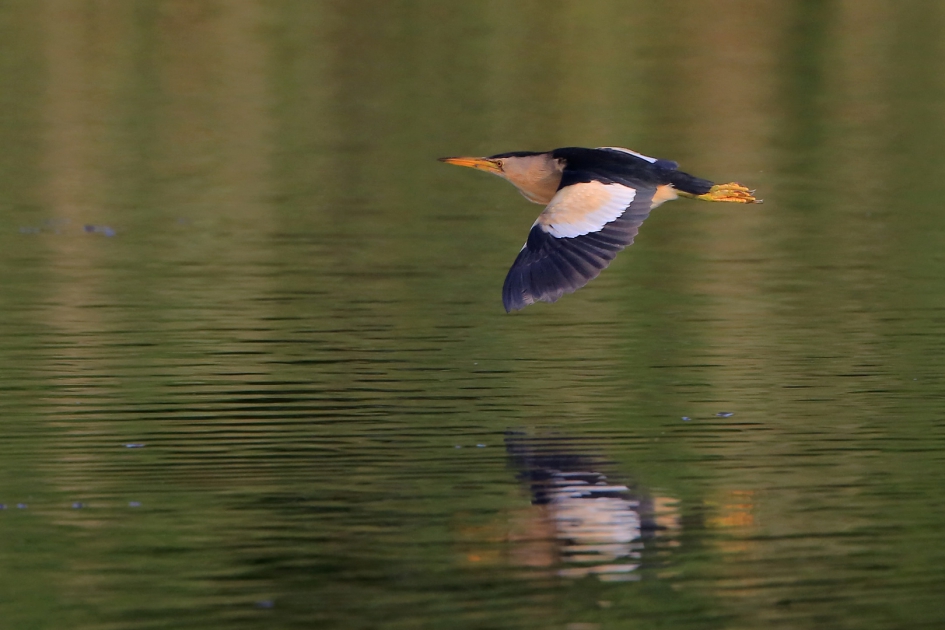 Woudaapje - Vogels - Woudaap