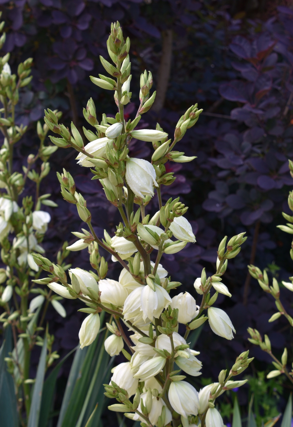 Yucca/Palmlelie - Planten - 
