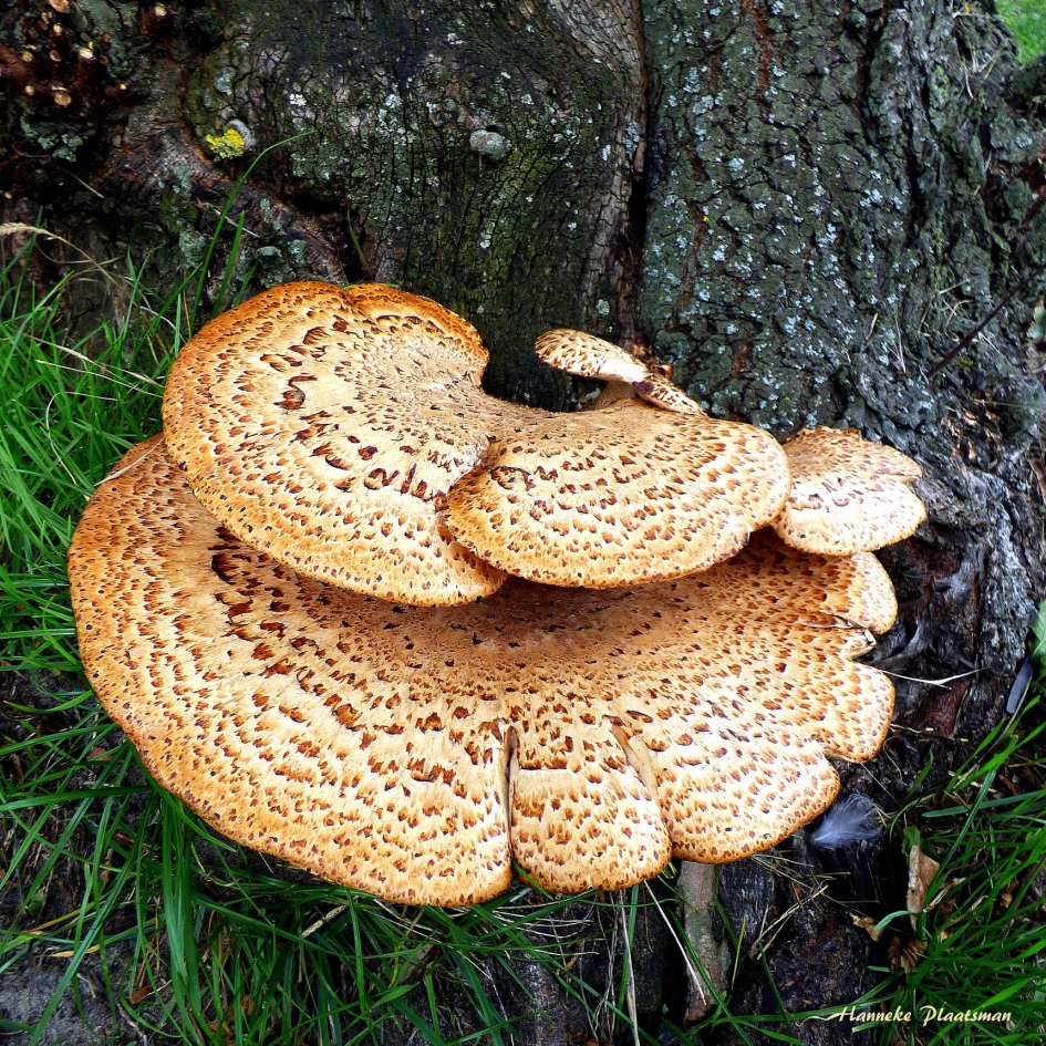 Zadelzwam - Schimmels - Zadelzwam