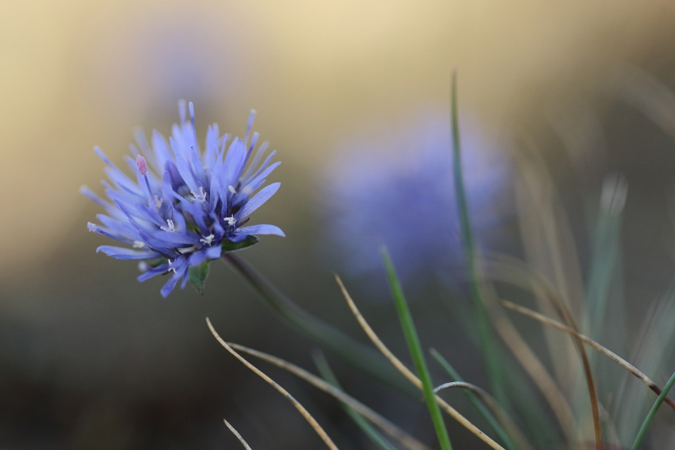 zandblauwtje - Planten - 