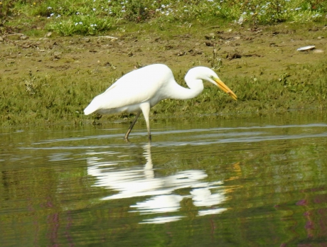 Zilverreiger heeft net wat gevangen