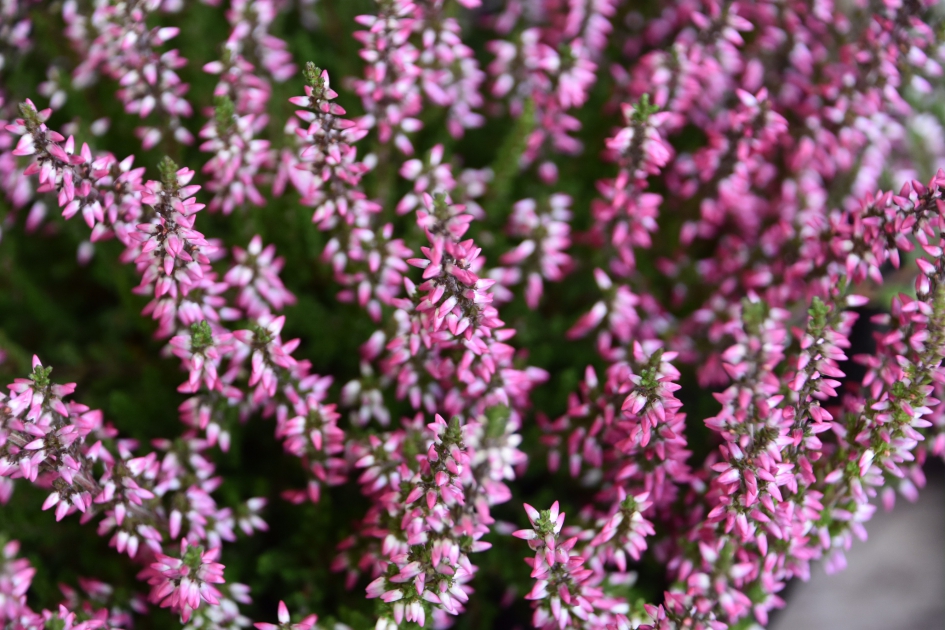 Zomerhei - Planten - 