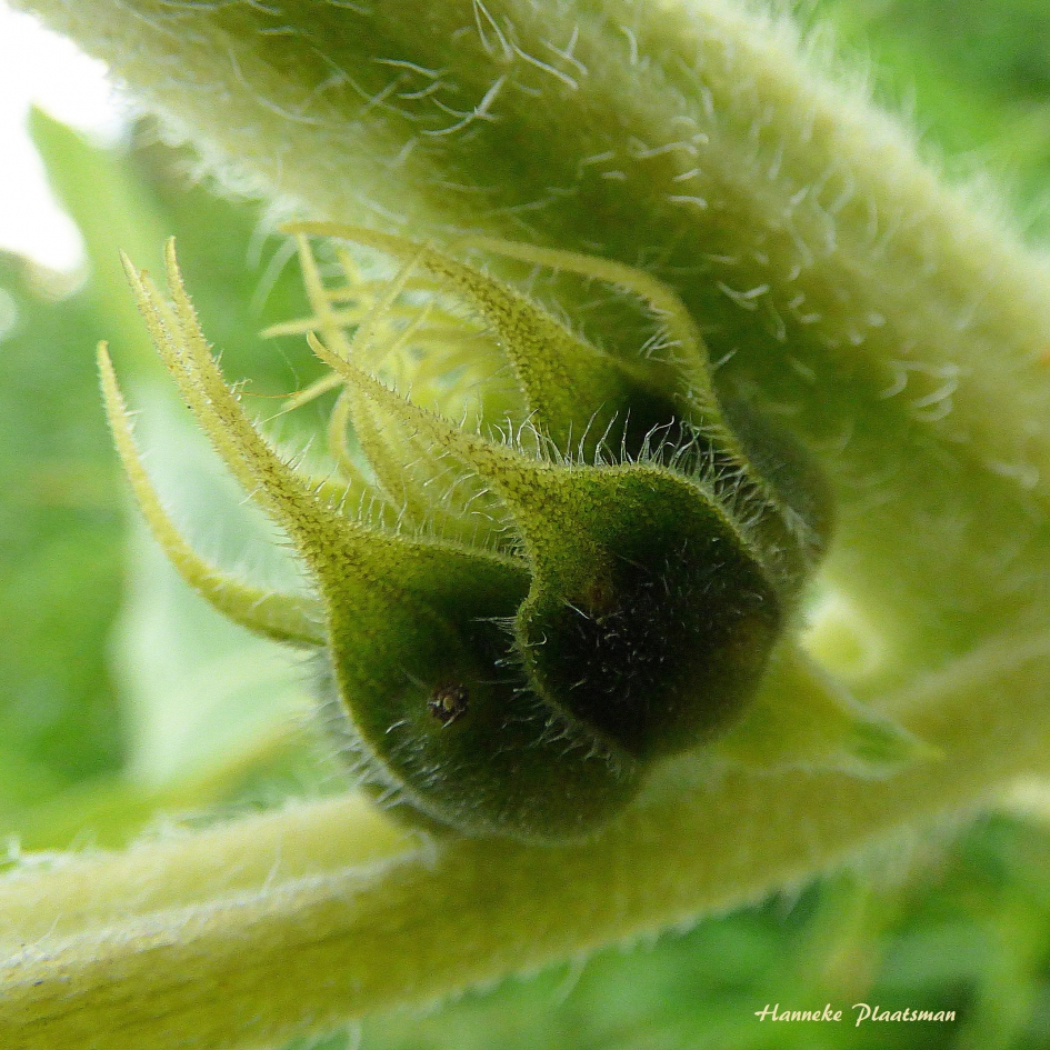 Zonnebloem 1 - Planten - Zonnebloem