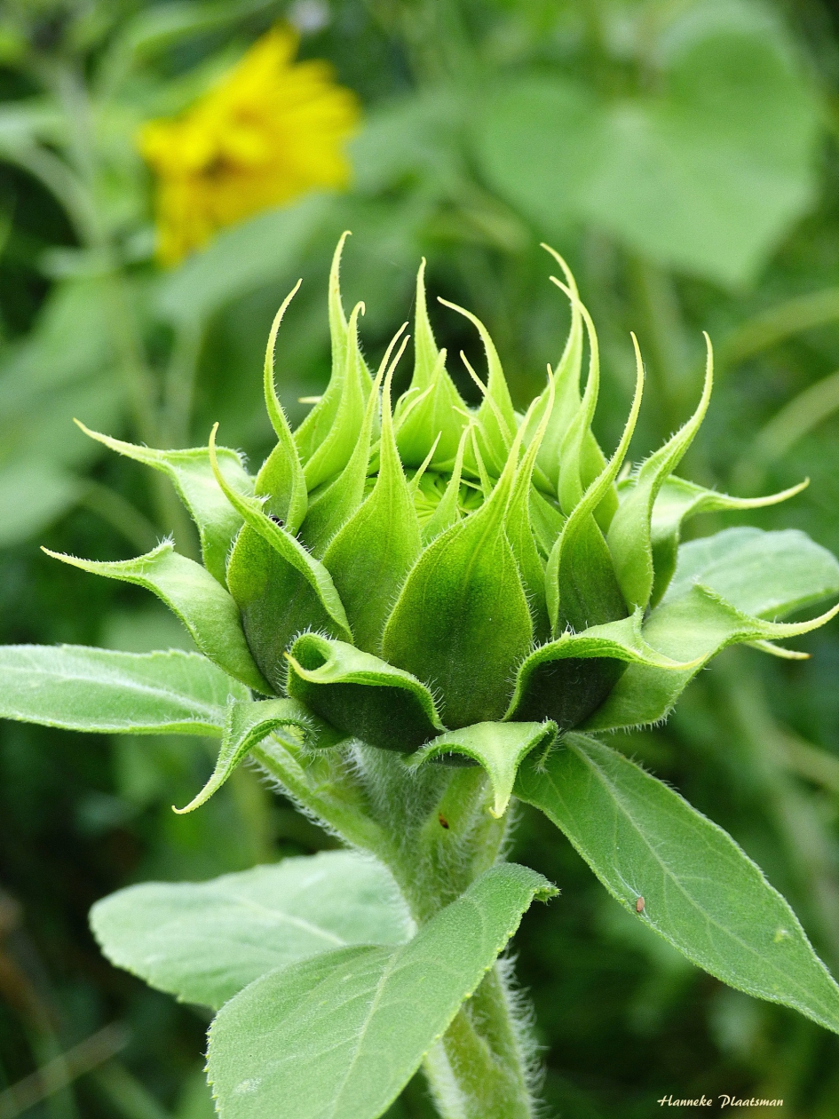 Zonnebloem 2 - Planten - Zonnebloem