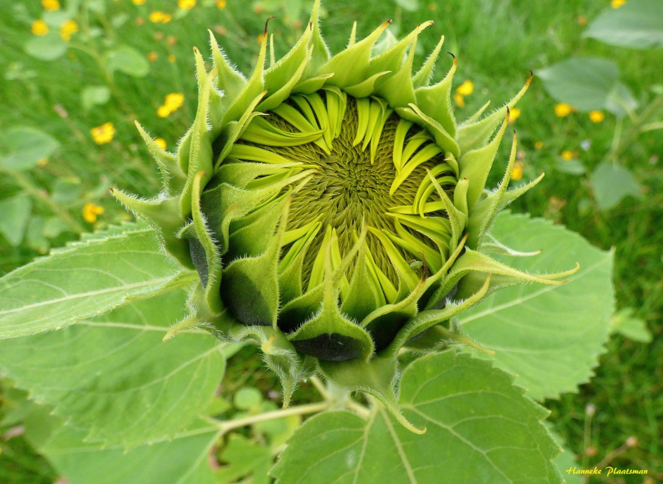 Zonnebloem 3 - Planten - Zonnebloem