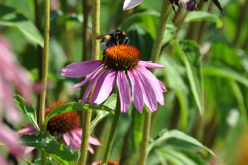 Zonnehoed met bezoek - Planten - 
