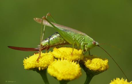 Zuidelijk spitskopje (v)