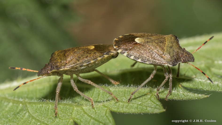 Zuidelijke schildwants - Geleedpotigen - Zuidelijke schildwants