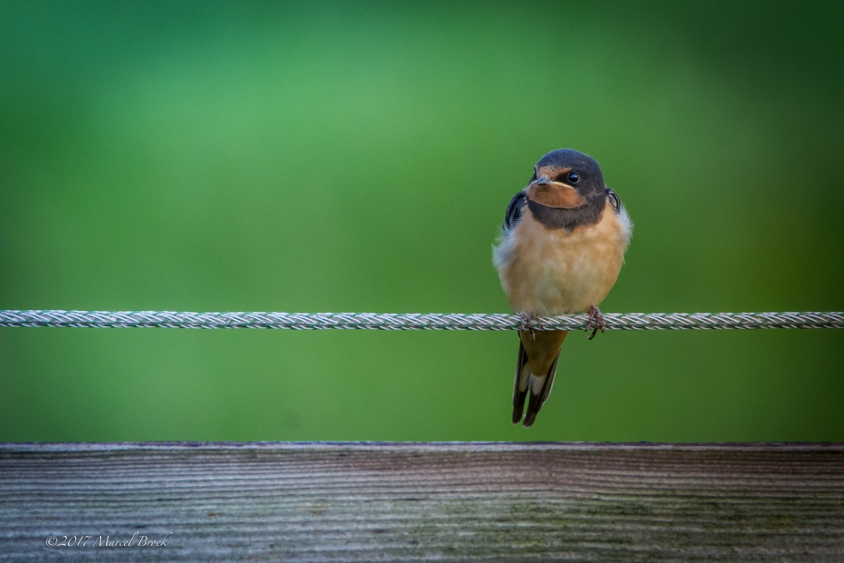 Zwaluw Juveniel - Vogels - Zwaluw