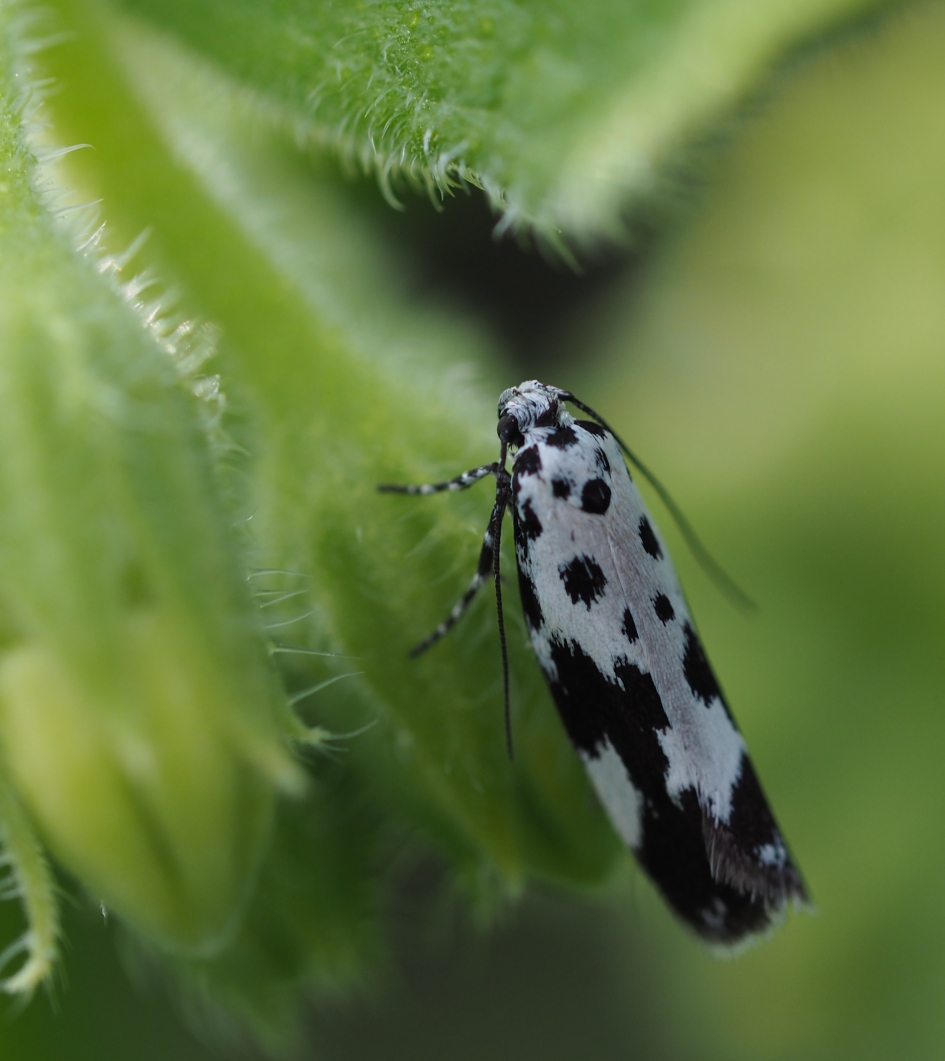 Zwart wit microvlinder - Geleedpotigen - 