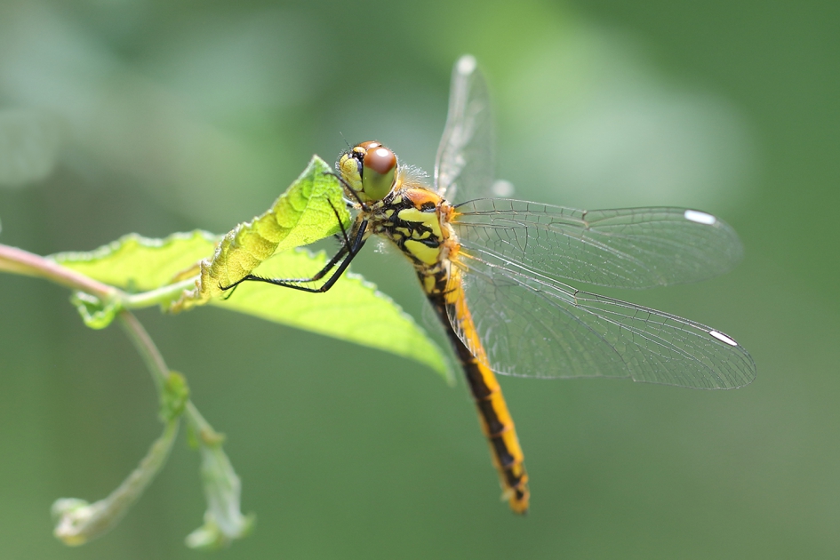 zwarte heidelibel -v- - Geleedpotigen - 