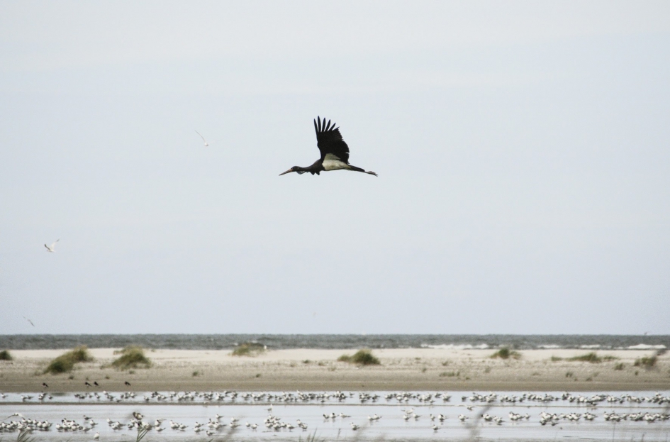 Zwarte ooievaar. Groene strand, Ameland. - Vogels - Zwarte ooievaar