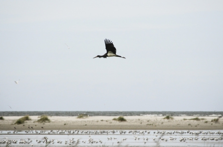 Zwarte ooievaar. Groene strand, Ameland.