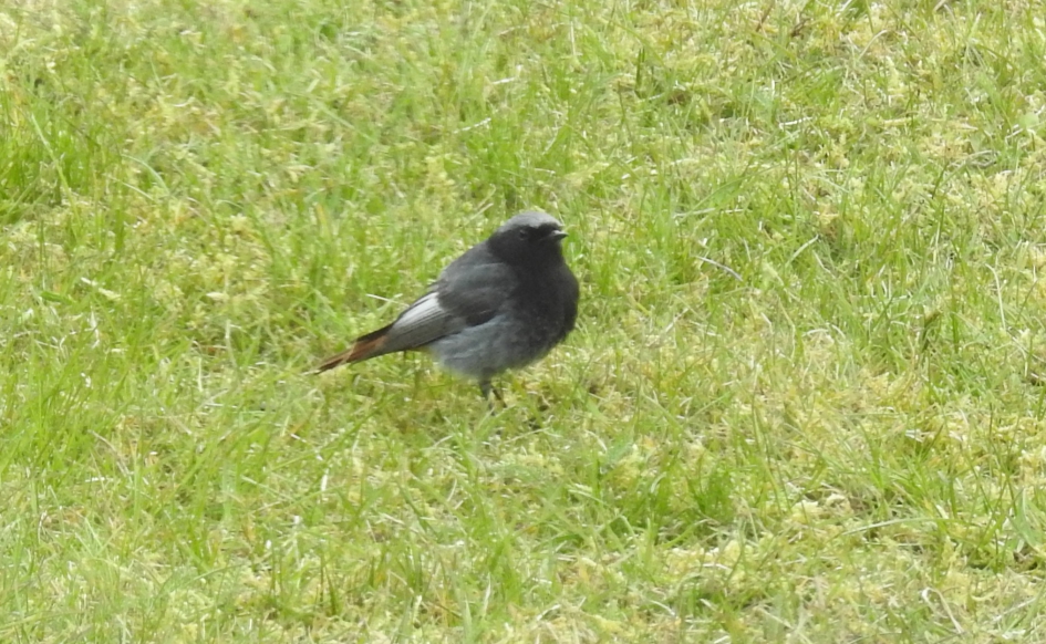 Zwarte roodstaart man - Vogels - Zwarte roodstaart