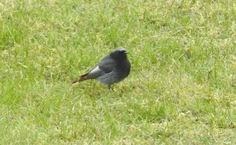 Zwarte roodstaart man