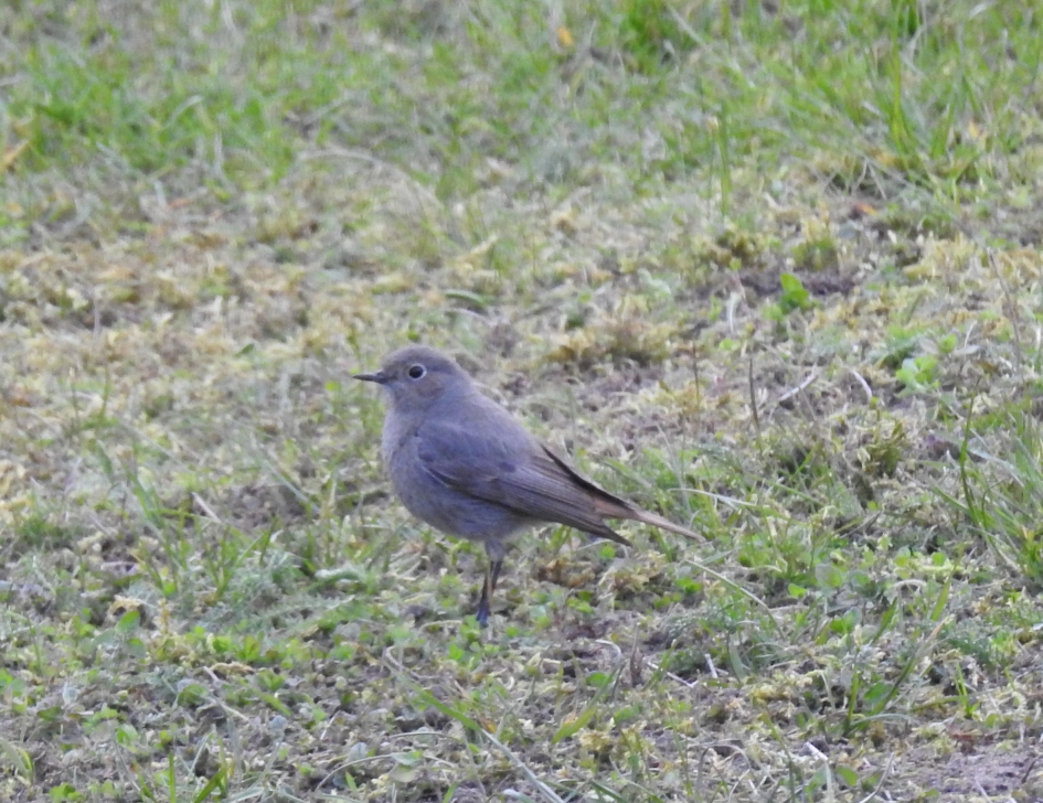 Zwarte roodstaart vrouw - Vogels - Zwarte roodstaart