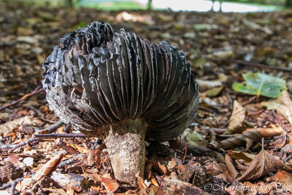 Zwartkijker - Schimmels - Grofplaatrussula