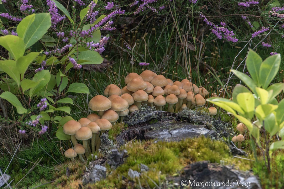 Zwavelkopjes - Schimmels - Zwavelkopjes