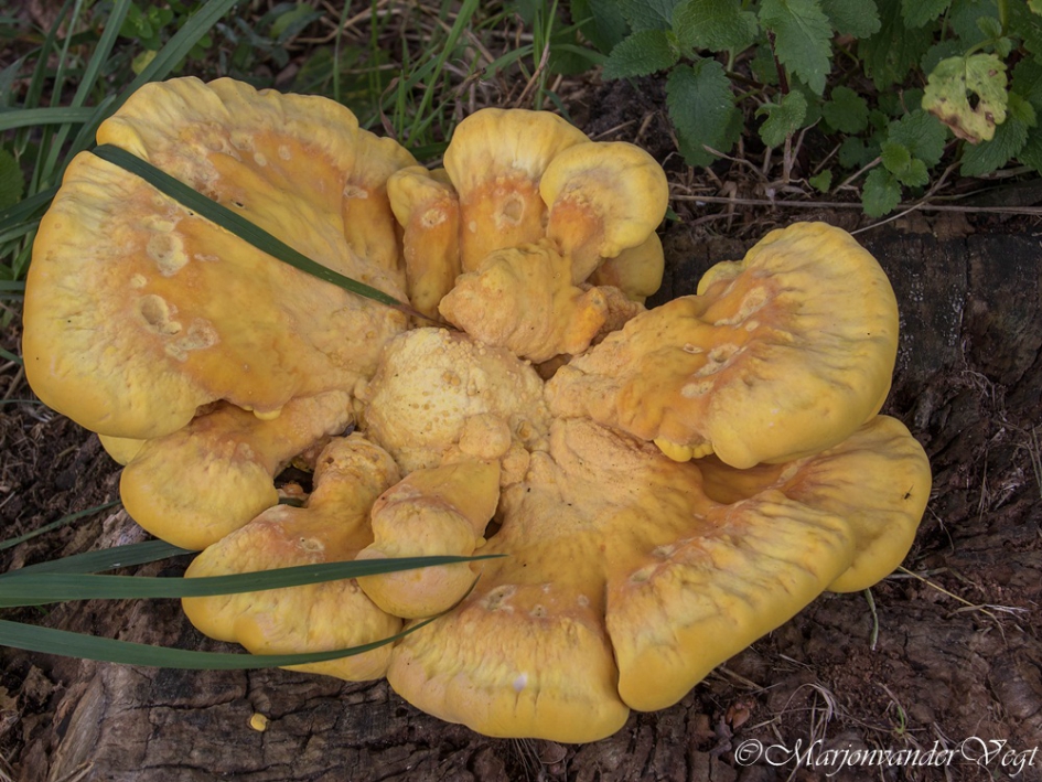 Zwavelzwam - Schimmels - Zwavelzwam