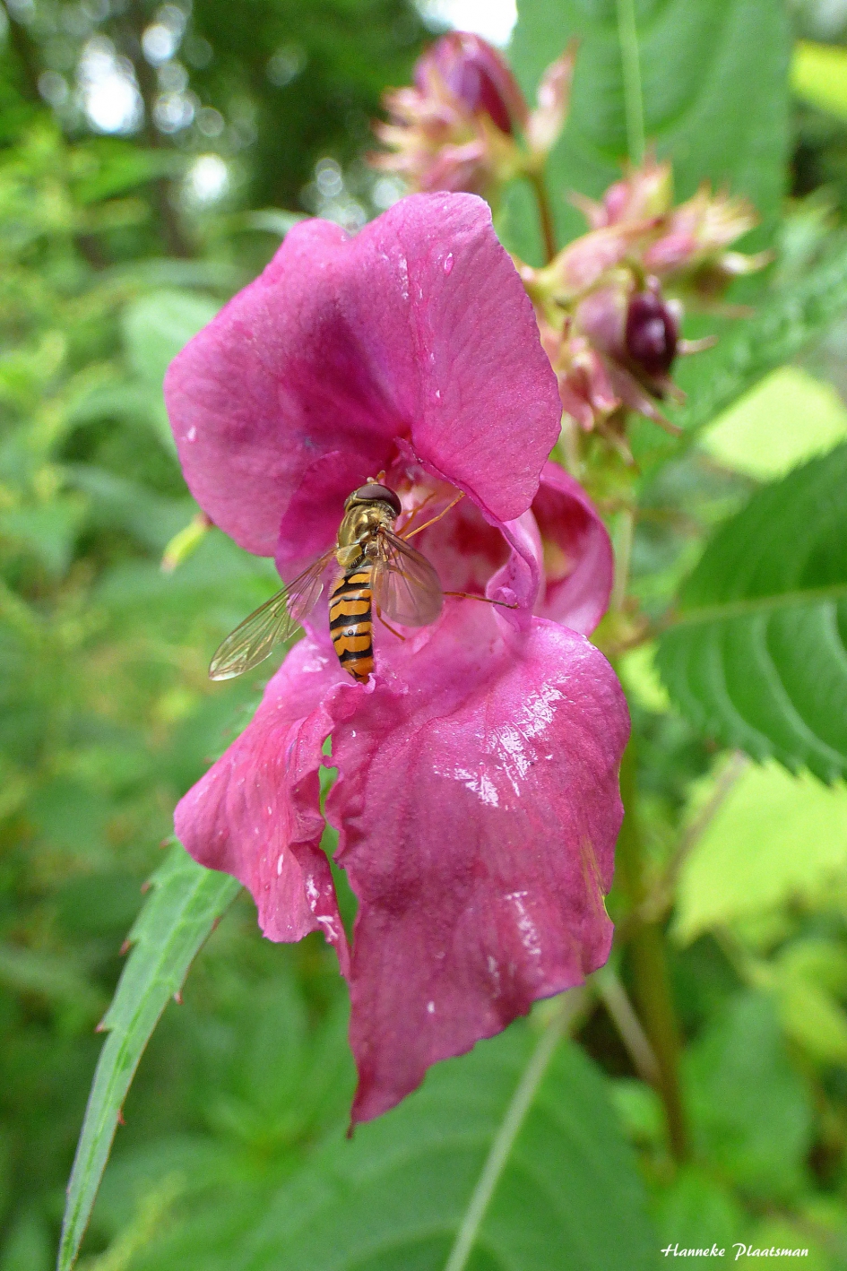Zweefvlieg - Geleedpotigen - Zweefvlieg