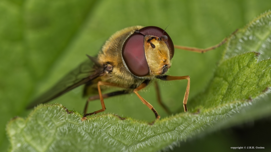 Zweefvlieg - Geleedpotigen - Zweefvlieg