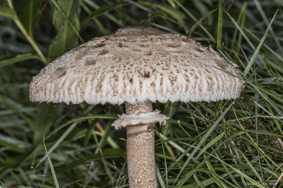 2 - Schimmels - Parasolzwam