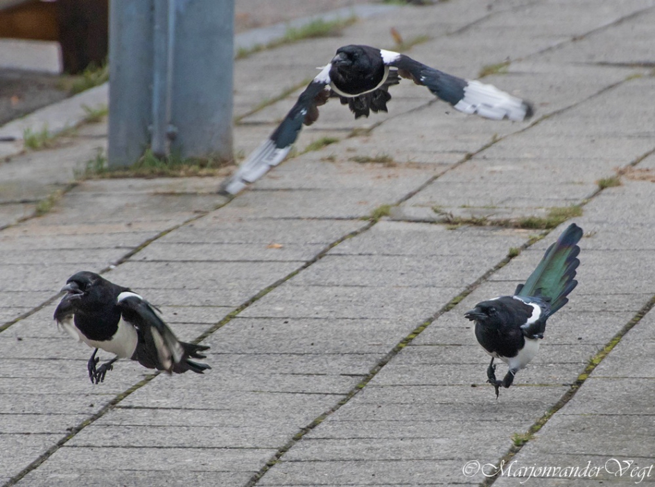 2 tegen 1 is gemeen - Vogels - ekster