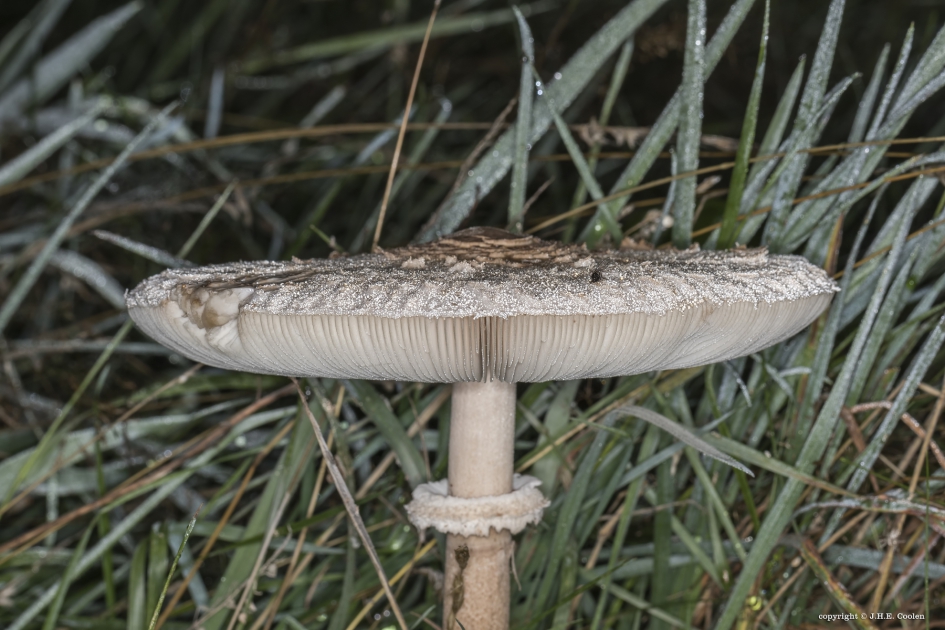 3 - Schimmels - Parasolzwam