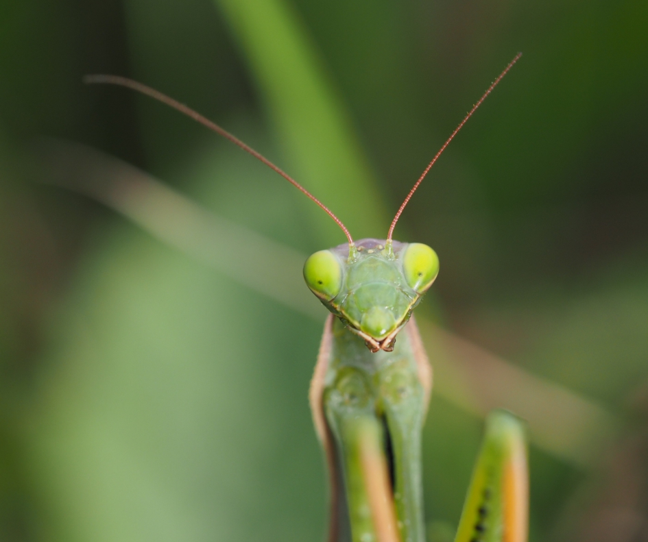 Aanbiddelijk - Geleedpotigen - Bidsprinkhaan