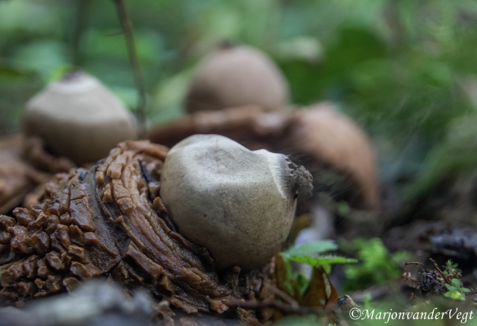 Aardster spuwt zaad - Schimmels - Aardster